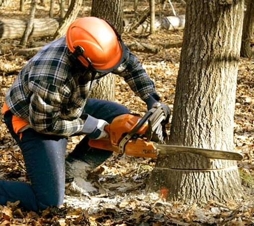 Tree Removal in Scranton, IA